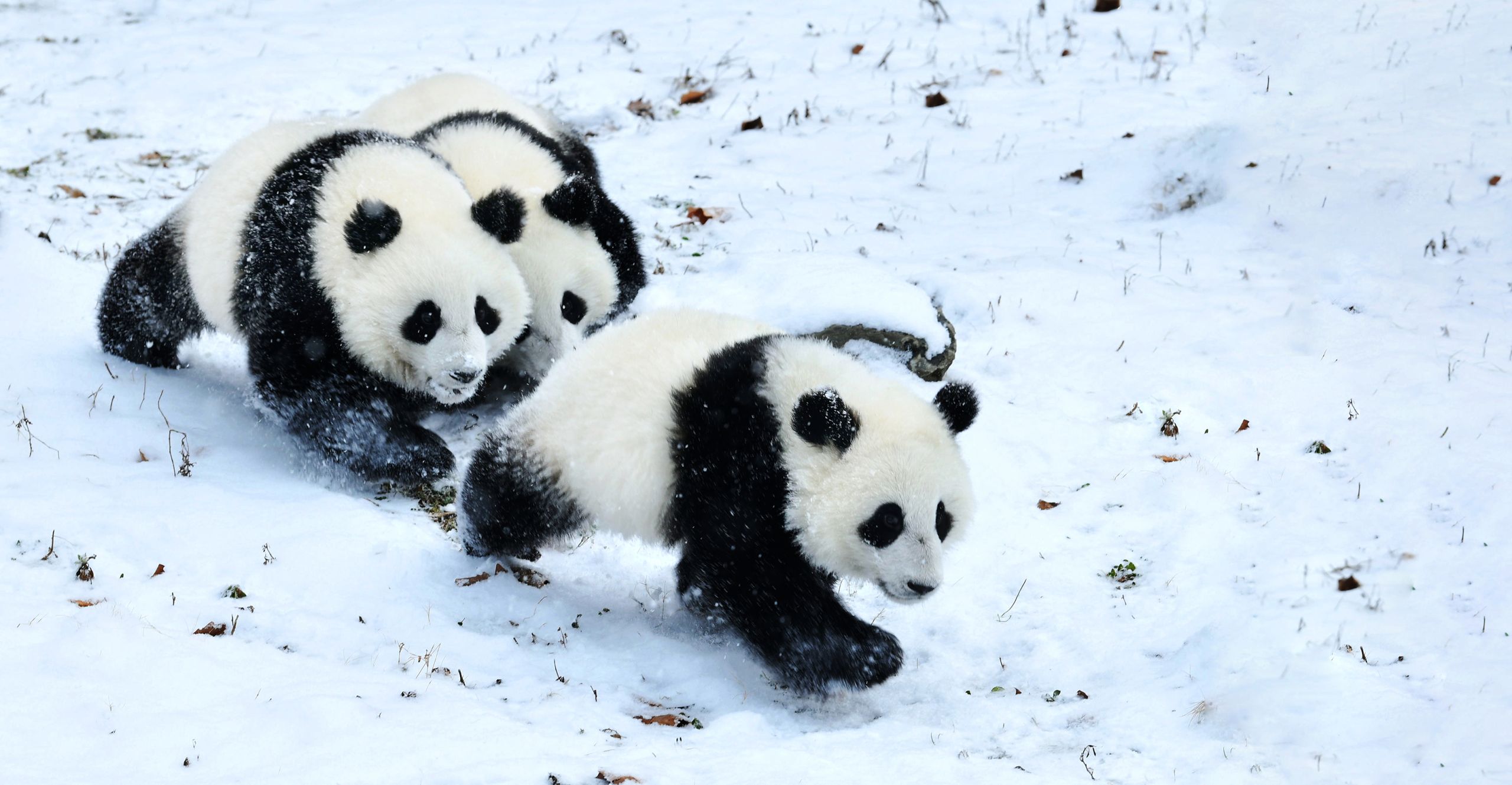 Pandas in the snow