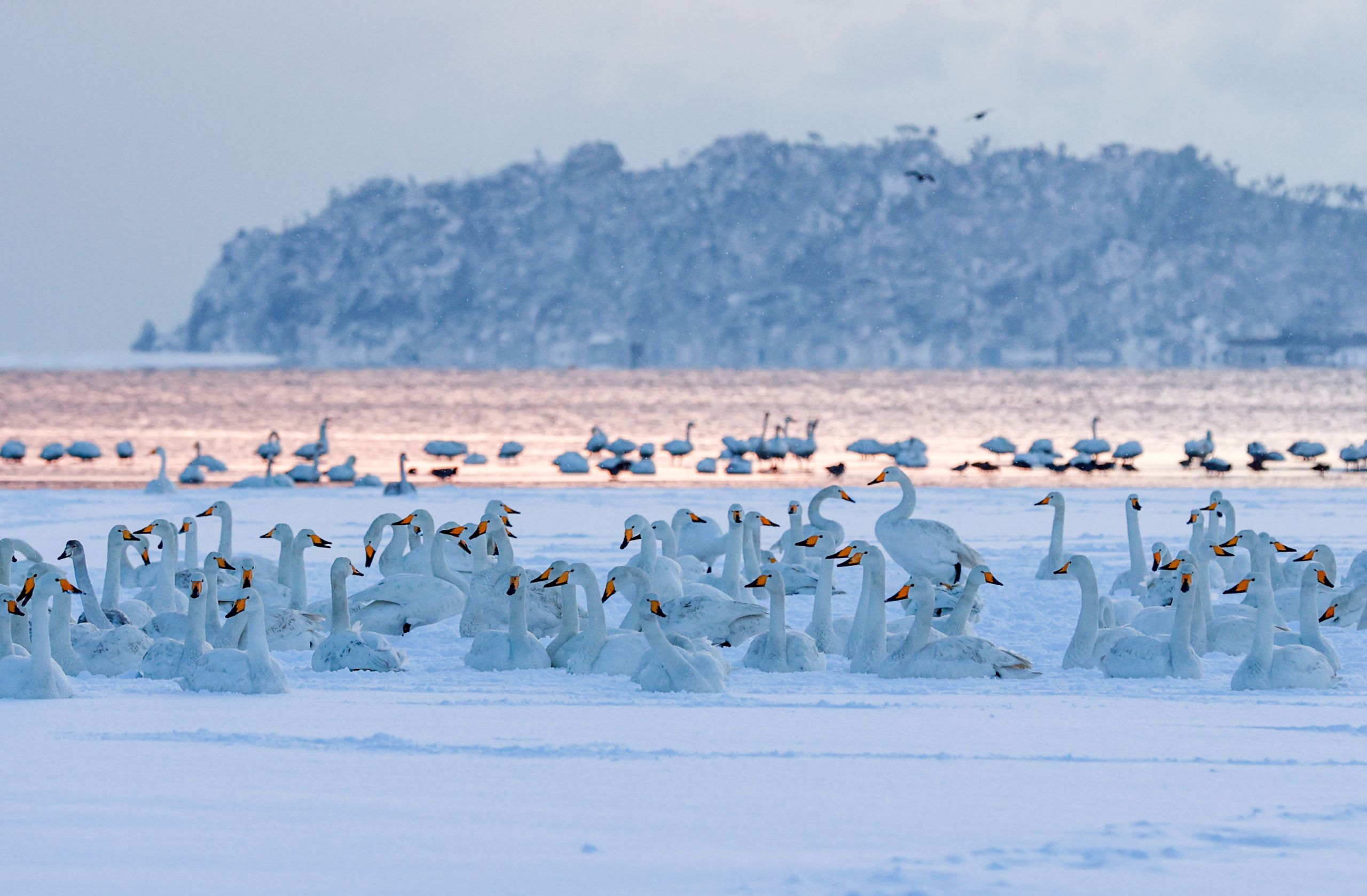 Snowy Swan Lake, Weihai