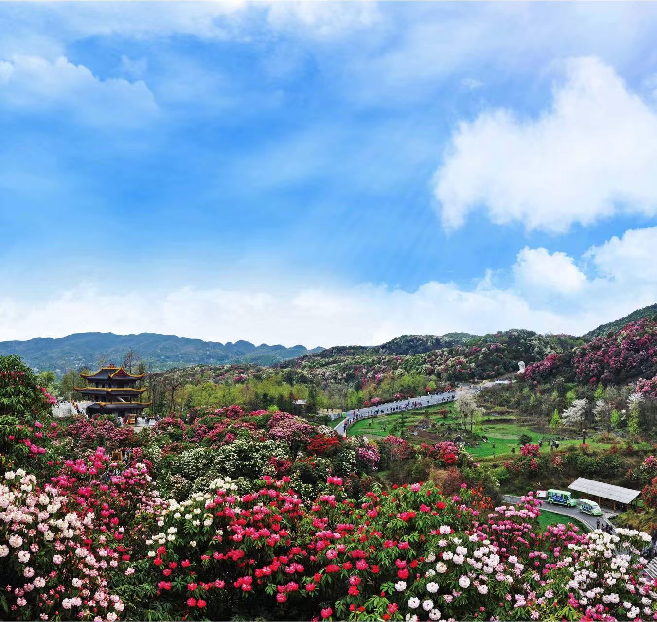 Hundreds of Miles of Azaleas