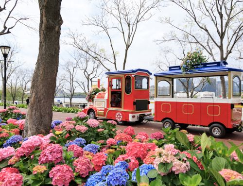上海倾力打造“花之城”：2026年上海国际花展盛大开幕